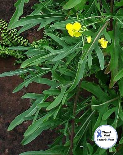 (R) Perennial Rocket Olivetta seeds 1g (220380)