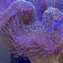 XXL Toadstool Coral Image 5