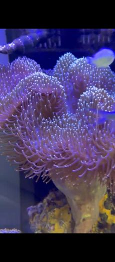 XXL Toadstool Coral
