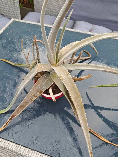 Aloe Vera Plants