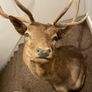 Fallow buck deer stag shoulder mount taxidermy 2 Image 6