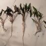 Cryptocorine aquarium plants in various sizes Image 3
