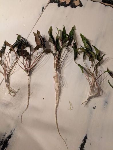 Cryptocorine aquarium plants in various sizes