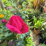 garden plants Image 3