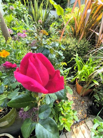 garden plants