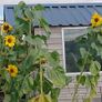 Giant Sunflower Seeds Image 5