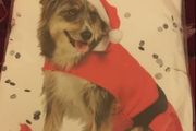Dogs new Xmas suit size L