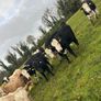 11 Super Heifer Calves Image 2