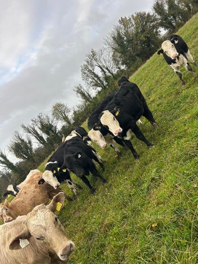 11 Super Heifer Calves