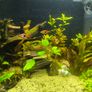 tropical fish Image 2