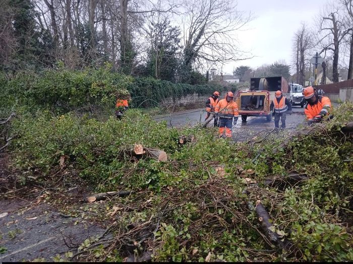 Gardening & Tree Service