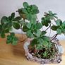 Aeonium haworthii Kiwi'  bonsai succulent tree in the vintage  ceramic bowl Image 5