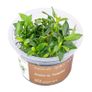 Aqua-Art Bucephalandra, Anubias ect aquarium in vitro plants Image 10