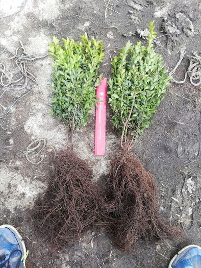 Box Hedging