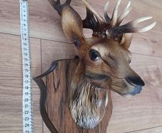 Deer head 2