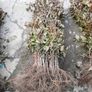 Copper Beech Hedging Image 3