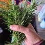 fresh cut rosemary Image 2