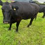 Purebred Aberdeen Angus cattle Image 2