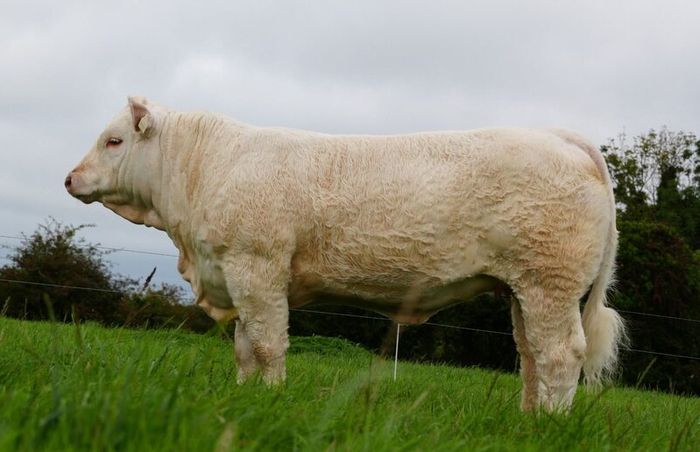 Pedigree Charolais Cattle