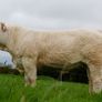 Pedigree Charolais Cattle Image 3