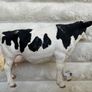Schleich Farm Animal Dairy Cow Figure D-73527 Used approx. 8 cm. Damaged Please see photos Image 10