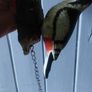 Cast Iron Wood Pecker Door Knocker Image 4