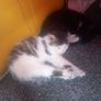 kittens Image 3