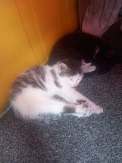 kittens