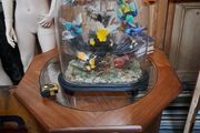 Antique Taxidermy