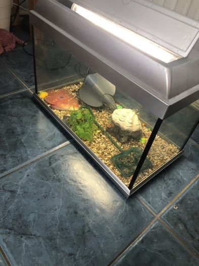 Fish T