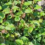 Garden plants Image 8