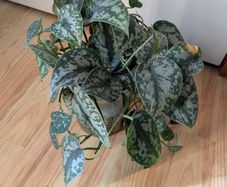 scindapsus