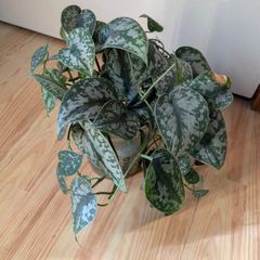 scindapsus