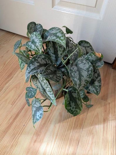 scindapsus