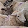 25 ewe lambs Image 5