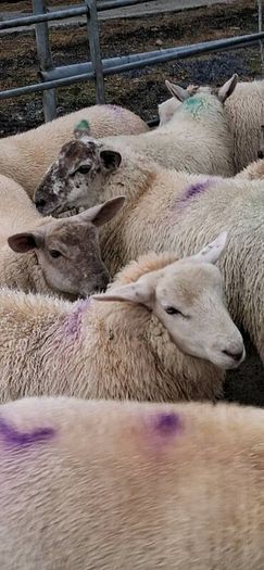 25 ewe lambs