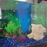 Fish tank Image 2