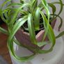 Healthy Spider Plant in Decorative Pot - Galway - Pickup Only Image 3
