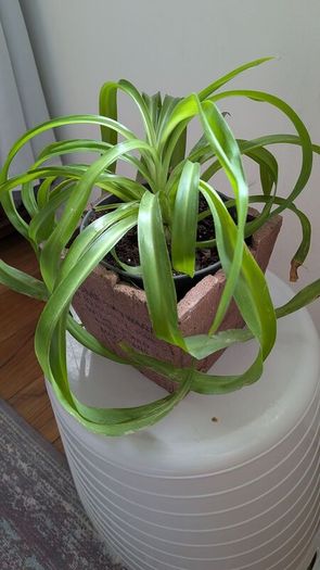 Healthy Spider Plant in Decorative Pot - Galway - Pickup Only