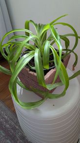 Houseplant Bundle - Spider Plant, Peace Lilies & Succulent - Galway - Pickup Only