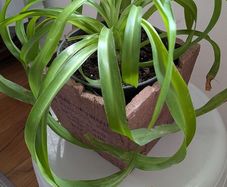 Houseplant Bundle - Spider Plant, Peace Lilies & Succulent - Galway - Pickup Only