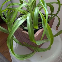 Houseplant Bundle - Spider Plant, Peace Lilies & Succulent - Galway - Pickup Only
