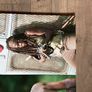 walking dead collections Image 2