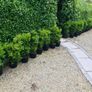 Box hedging 2ft Buxus Image 3