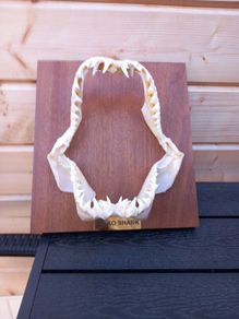 longfin mako shark jaw 8 inches wide X 9 inches tall