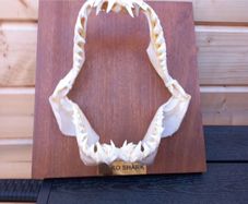 longfin mako shark jaw 8 inches wide X 9 inches tall