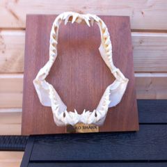 longfin mako shark jaw 8 inches wide X 9 inches tall