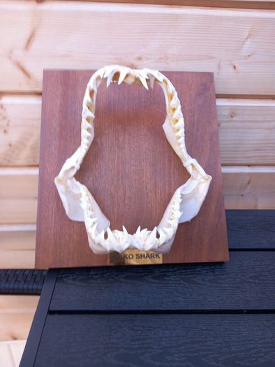longfin mako shark jaw 8 inches wide X 9 inches tall