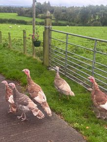 Turkeys