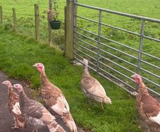 Turkeys
